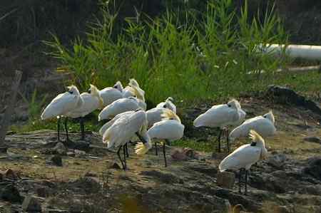 黑琵北返前最後的身影