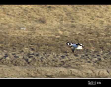 鹊鸭 我们这里难得一见