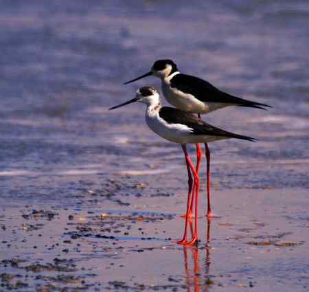 一组黑翅长脚鹬