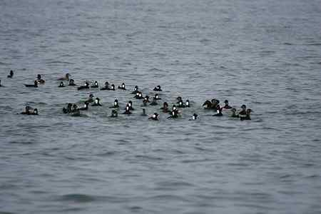 斑头海番鸭之探索片 斑头海番鸭之探索片
