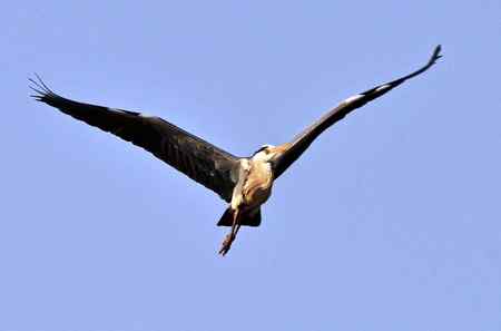 蓝天下的苍鹭雄姿