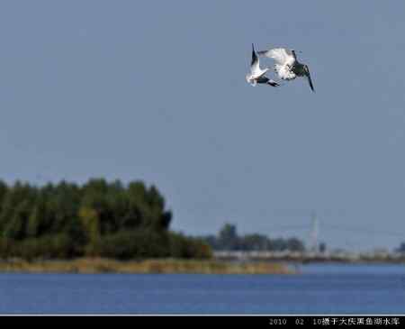 天福野鸟摄影  回放