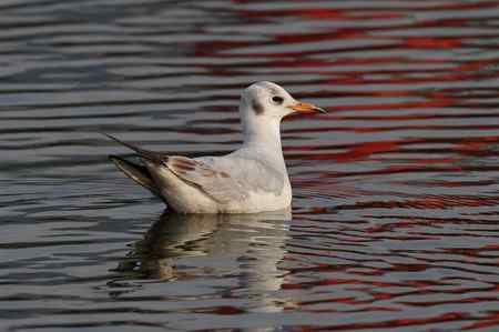 请问此鸟名称：棕头鸥还是红嘴鸥