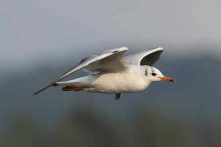 请问此鸟名称：棕头鸥还是红嘴鸥