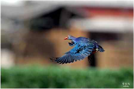 七彩云南的“精灵”