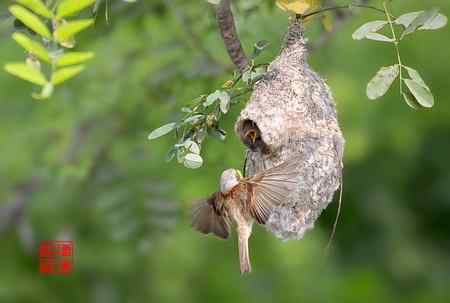 中华攀雀育儿片！