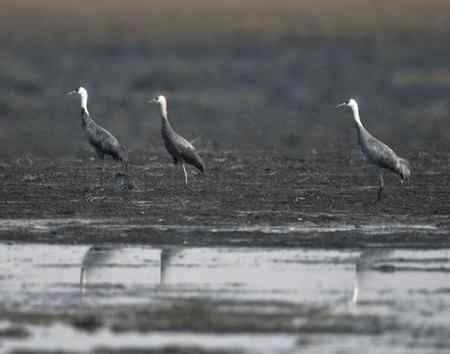 走进鄱阳湖观鸟【组图】