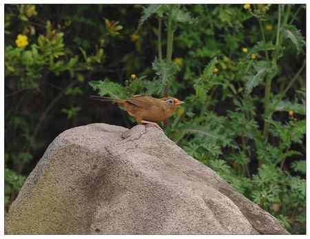 小雨中的    画鹛