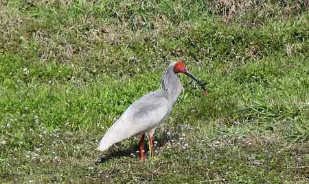 朱鹮白鹭一家亲