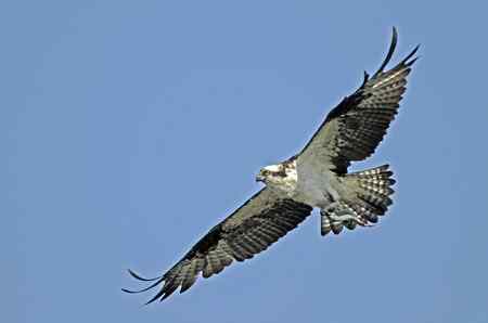 鱼鹰小集（Osprey）