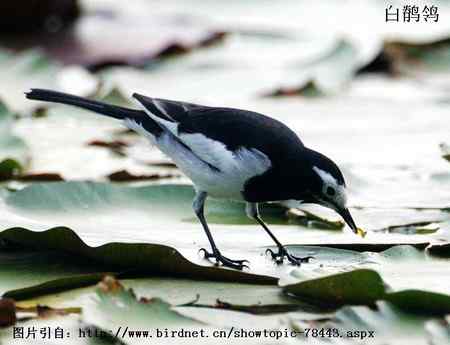 鸟类辨识：白鹡鸰大全