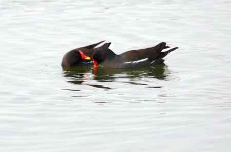 黑水鸡将爱情进行到底