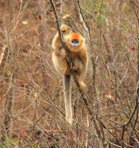 拍鸟拍到了川金丝猴