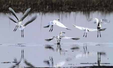 多云天气下的白琵鹭