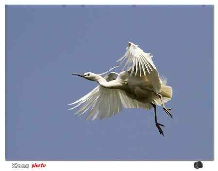 晴天拍飞鹭