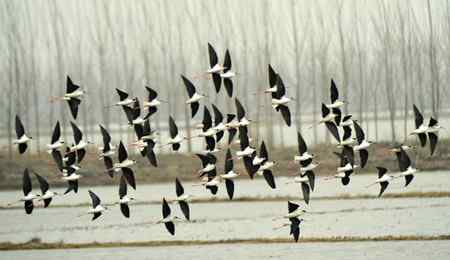 飞行中的黑翅长腿鹬