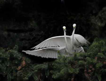 春天的探戈   南昌象山白鹭