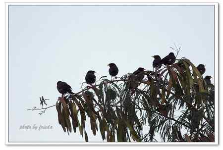 随团出游在台湾拍的鸟