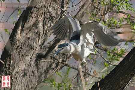 大明湖鸟岛的夜鹭