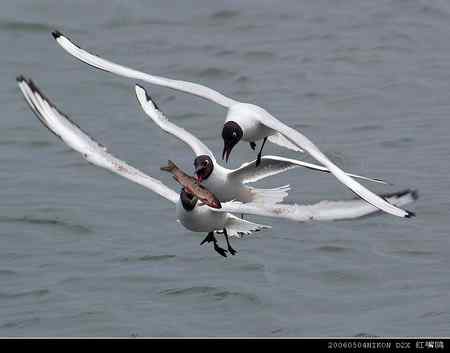 天福野鸟摄影  回放