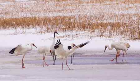 阳春三月莅临盘锦的白鹤