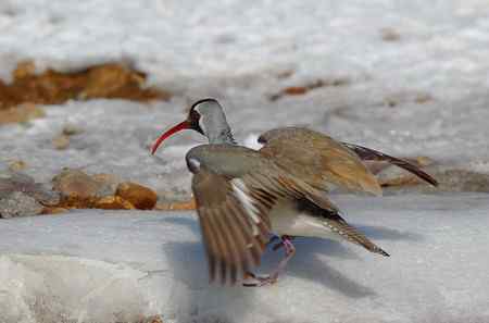 忻州牧马河的鹮嘴鹬