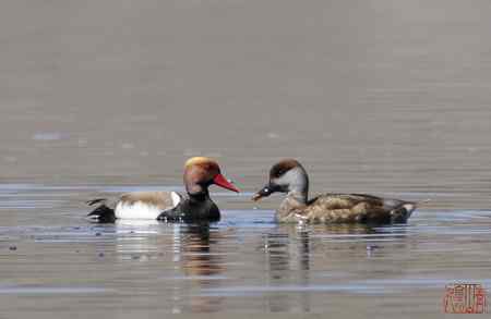 浑河初开丽鸭来：赤嘴潜鸭
