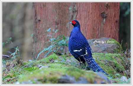 台中大雪山瑰寶——蓝腹鹇、帝雉 台中大雪山瑰寶——蓝腹鹇、帝雉