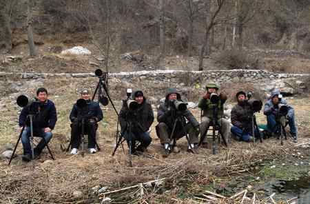 欢聚九渡拍溪鸲