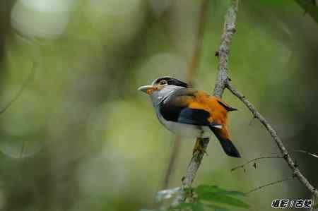 西馬观鸟行 西馬观鸟行