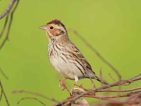 阳羡四月的林鸟
