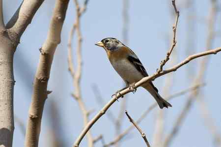 星期天拍的一组燕雀