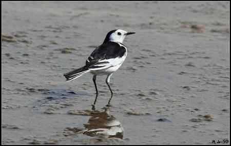 陕西观鸟会铜川观鸟,拍鸟印象 陕西观鸟会铜川观鸟,拍鸟印象