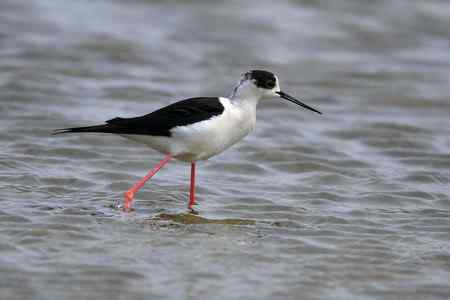 补拍黑翅长脚鹬