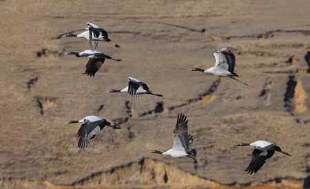 云贵寻鹤行   云南昭通大山包篇