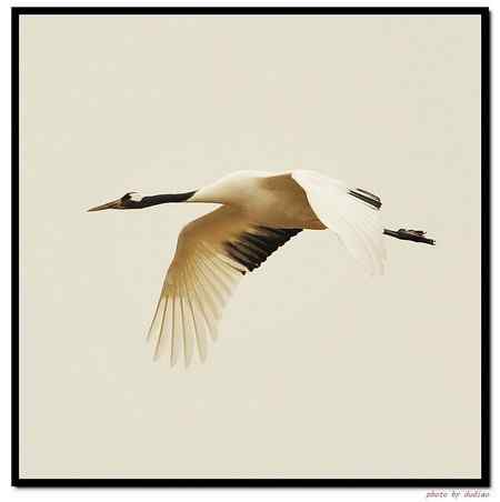 卧龙湖的“主人”