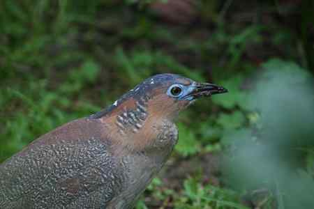 黑冠鳽喜在灌丛中