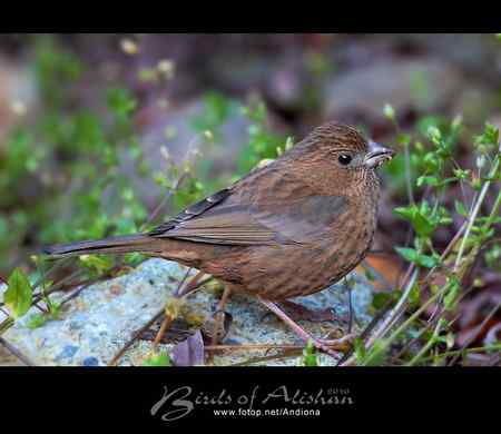 台湾阿里山酒红朱雀 Vinaceous Rosefinch