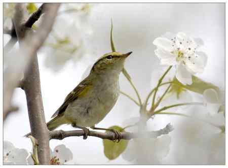 梨花盛开的季节