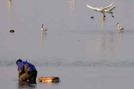 不吐不快：深圳红树林 不和谐