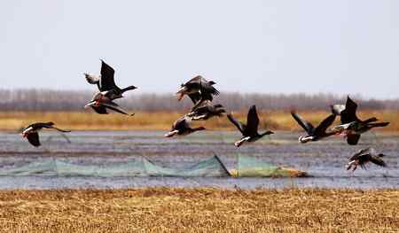 南飞的大雁今天已飞回向海，即将繁衍后代。