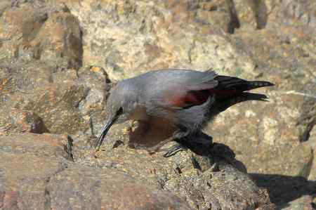收获红翅旋壁雀