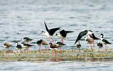 前簇后拥的鸟儿