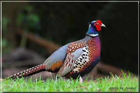 環頸雉【组图】