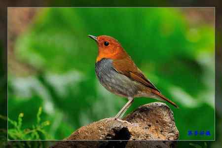 窈窕淑女 日本歌鴝 (小橘子) 窈窕淑女 日本歌鴝 (小橘子)