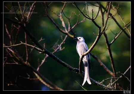 灰卷尾的标准照