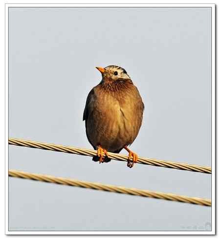 不知名的鸟在接吻!!!