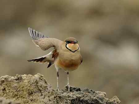普通燕鴴照片分享