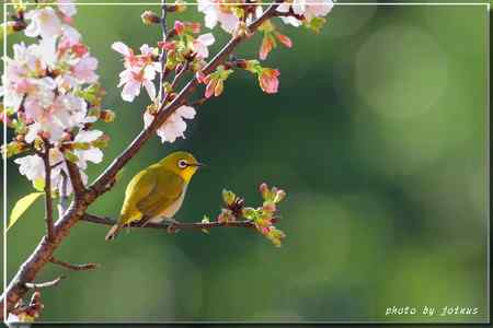 吉野櫻 綠繡眼