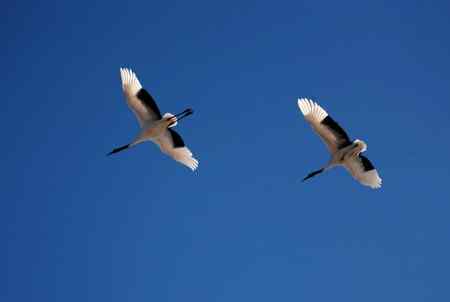 蓝天上飞翔幸福的一对